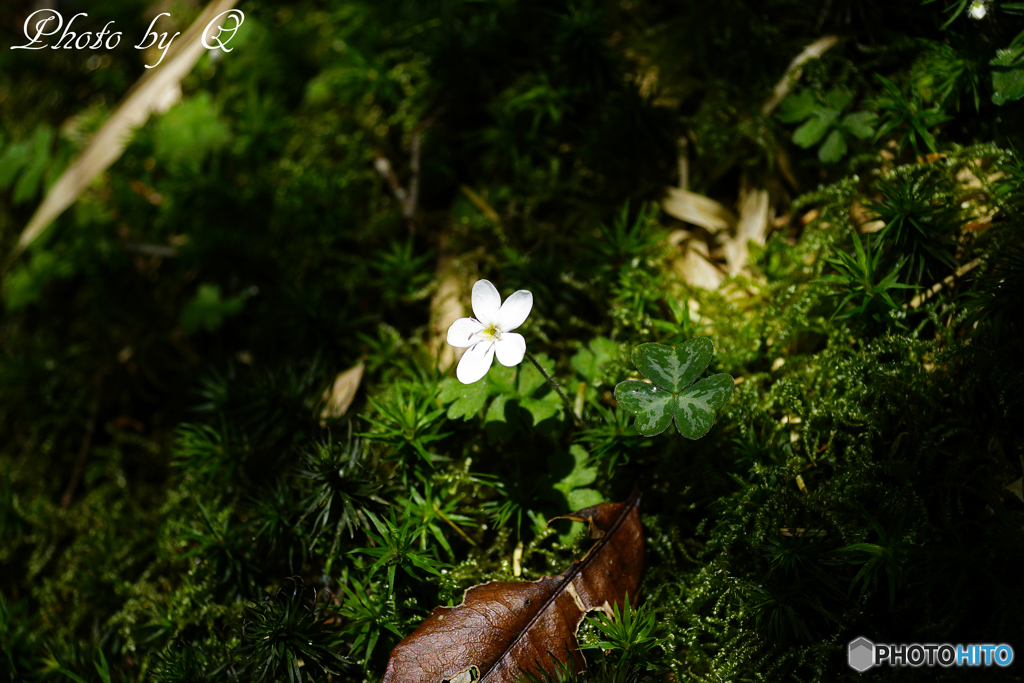 高山植物 	 Ellisiophyllum pinnatum Makino