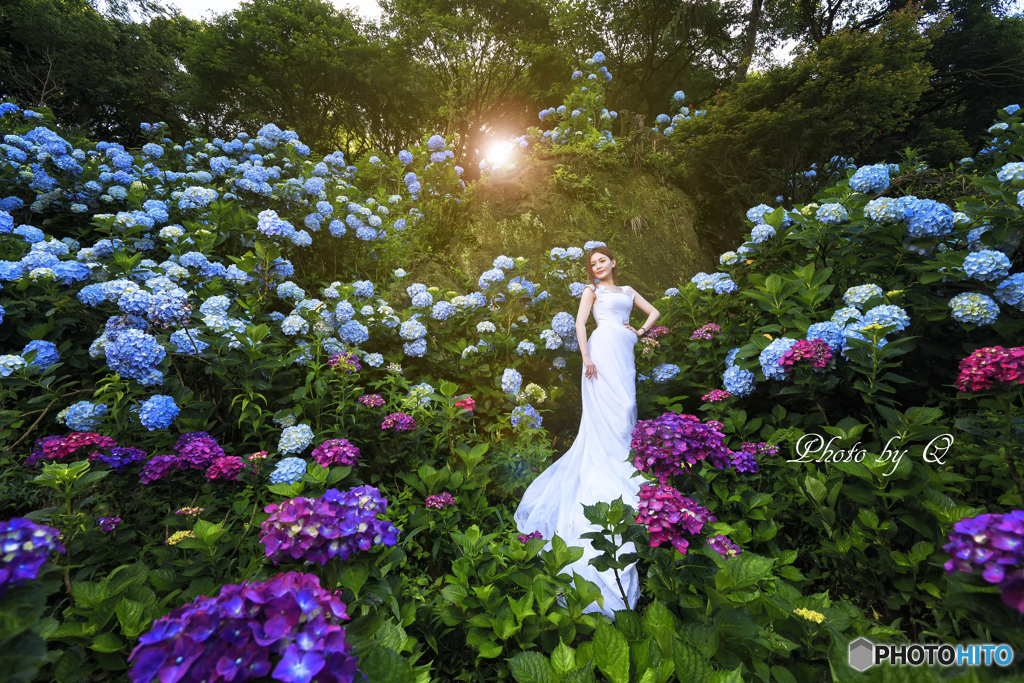 紫陽花の花嫁