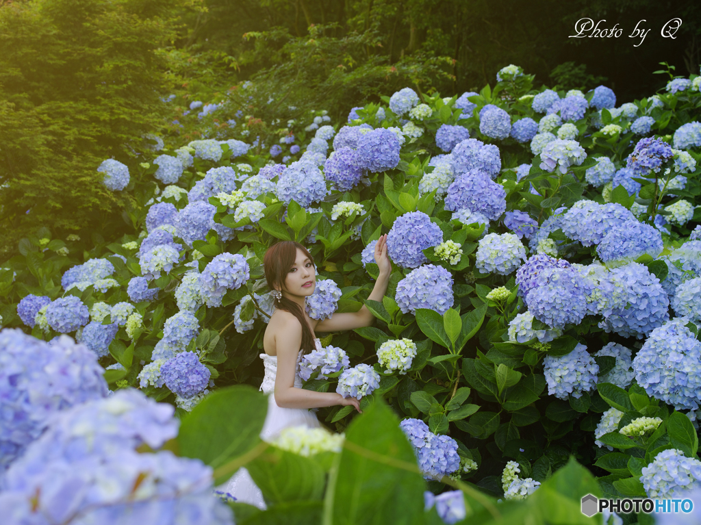 花嫁と紫陽花
