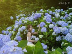 花嫁と紫陽花