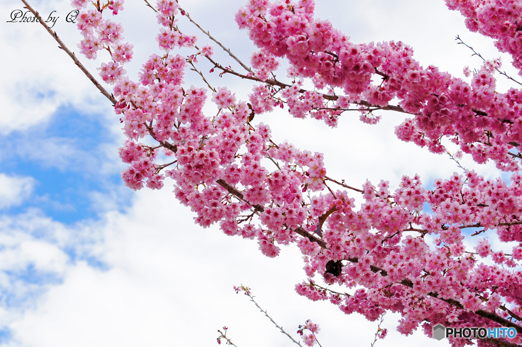 桜の花見＠台湾