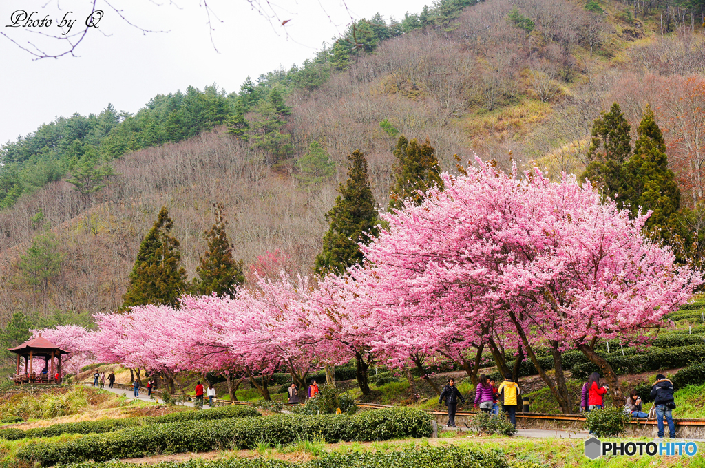 桜の花見