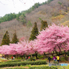 桜の花見