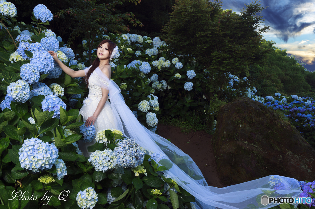 アジサイの花嫁