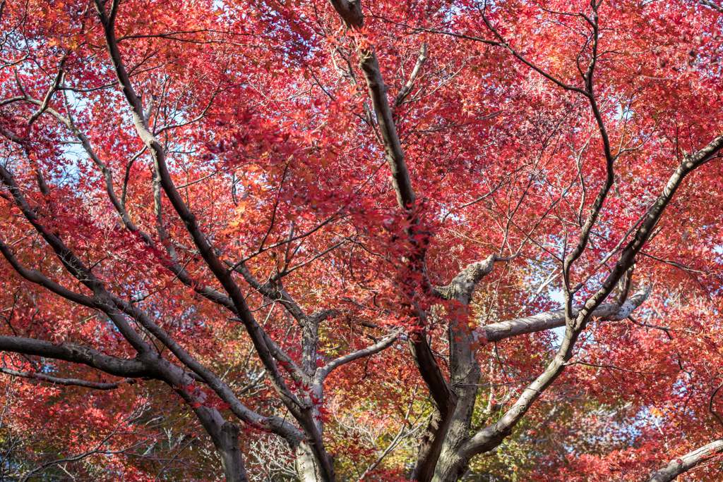 紅く染まる