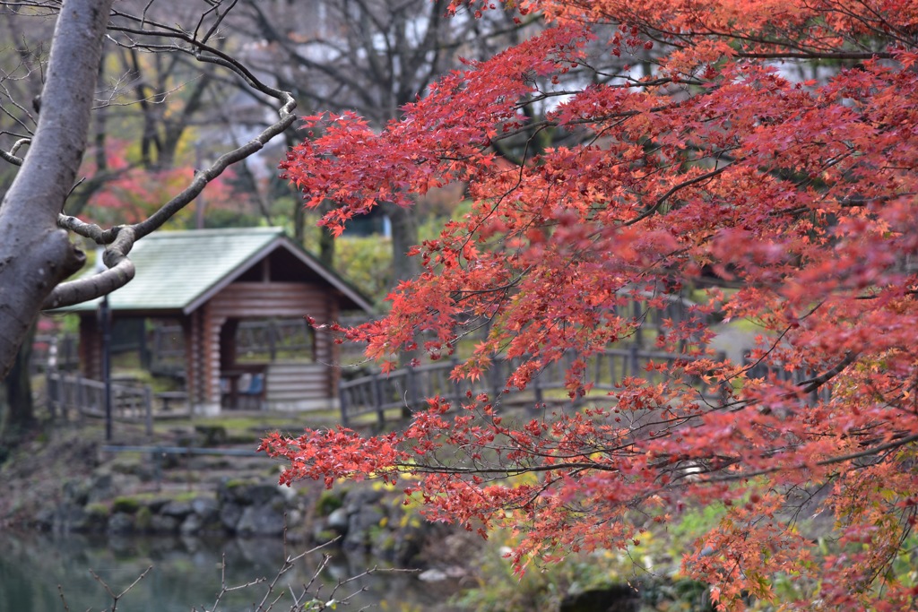 紅葉