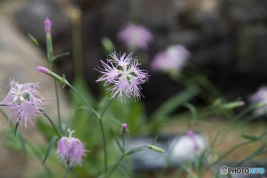 細かな花びら