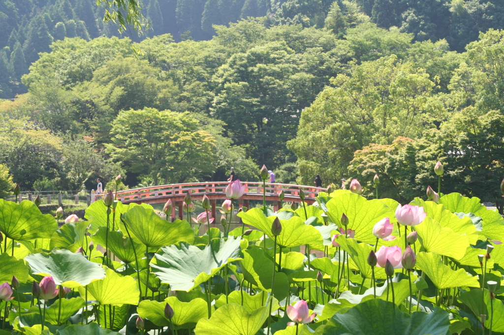 蓮と橋