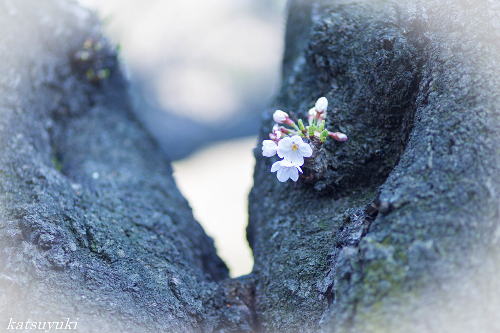 桜の開花