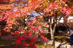 真正極楽寺