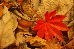 紅一葉