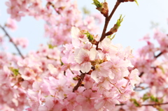 梅の花