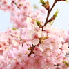 梅の花