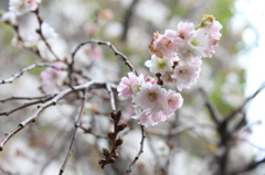 秋の花