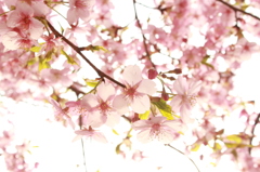 日光と花
