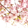 日光と花