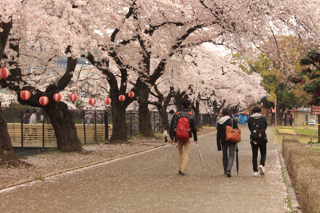桜道