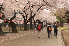 桜道