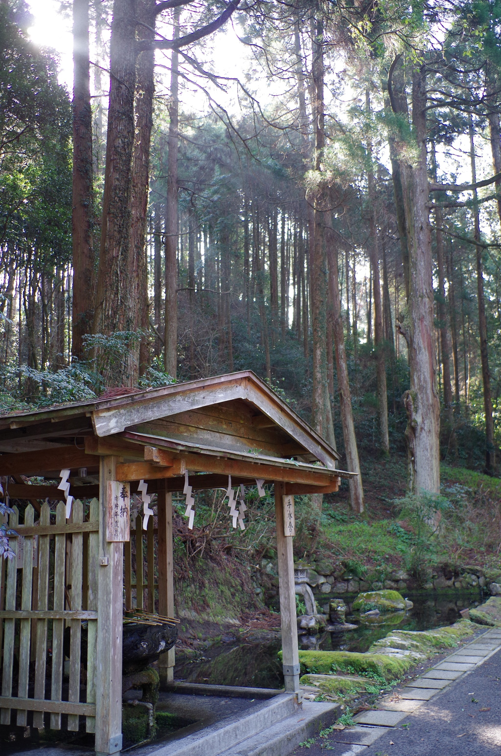 木漏れ日杉木立