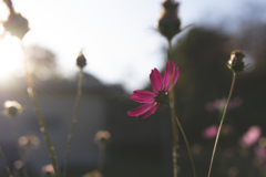 まだ咲いていたい