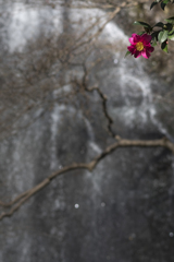 IMGP8715