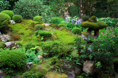三千院　日本庭園