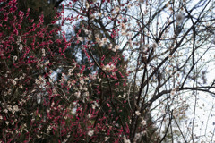 20170319-IMGP3800