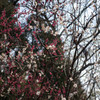 20170319-IMGP3800