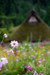 美山 かやぶき