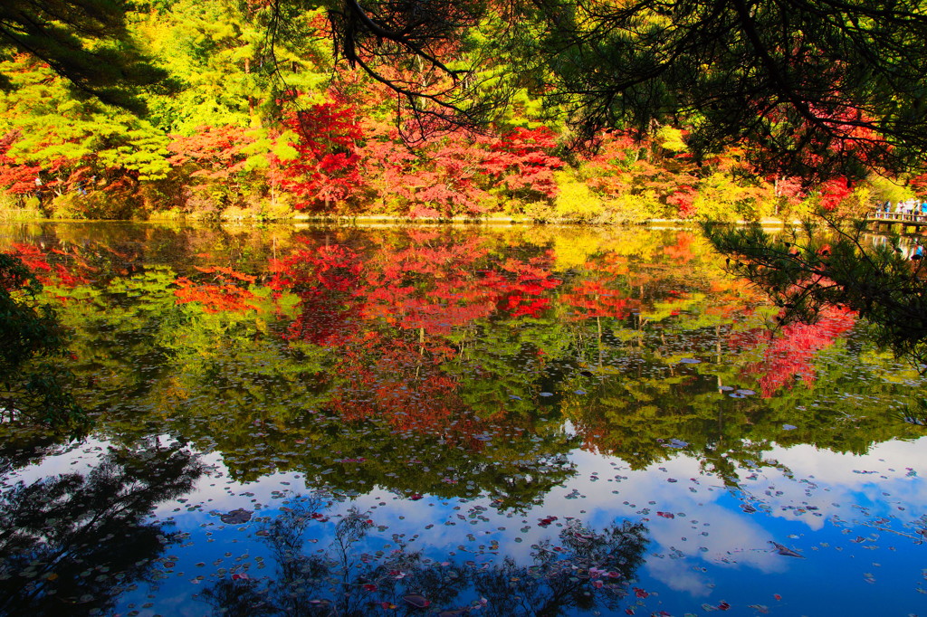 紅葉反射