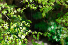 20170416-IMGP4093