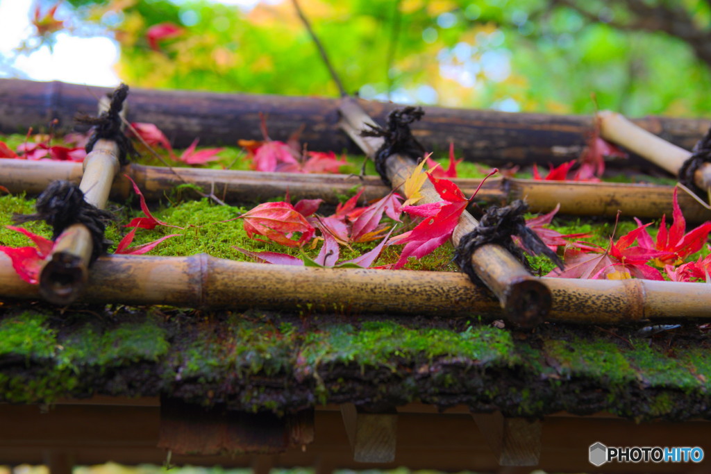 小屋根の上