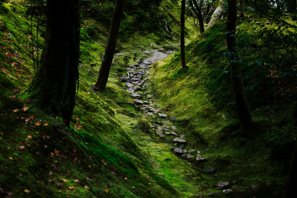 深緑の道