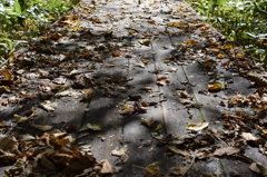 遊歩道
