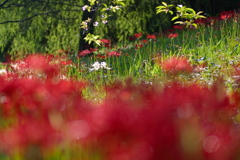 天上の花