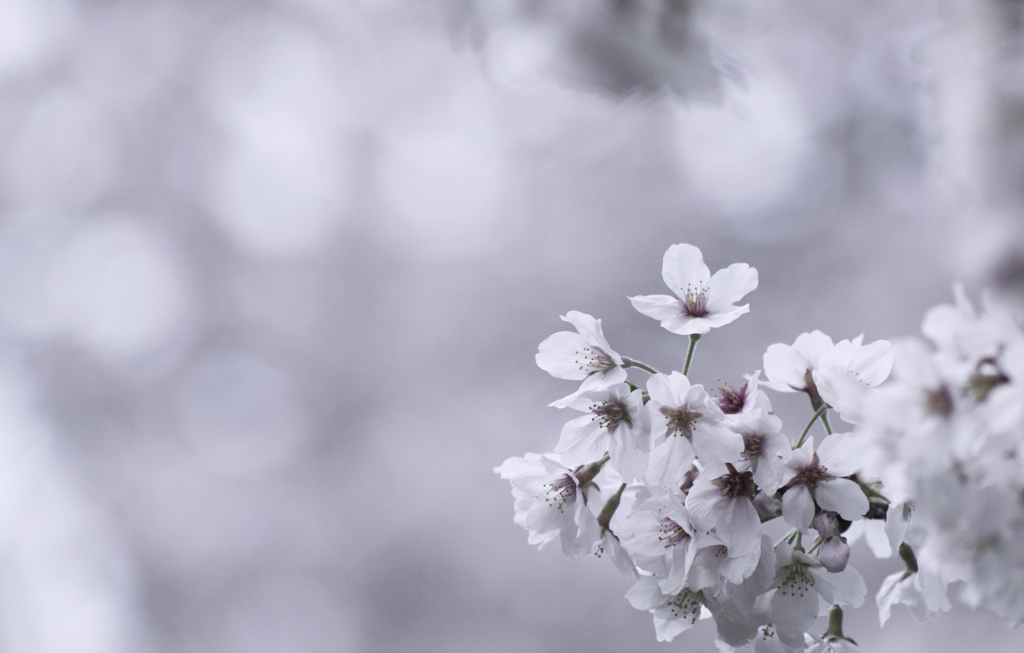 薄桜