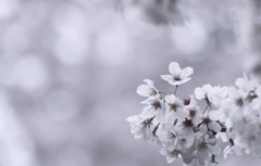 薄桜