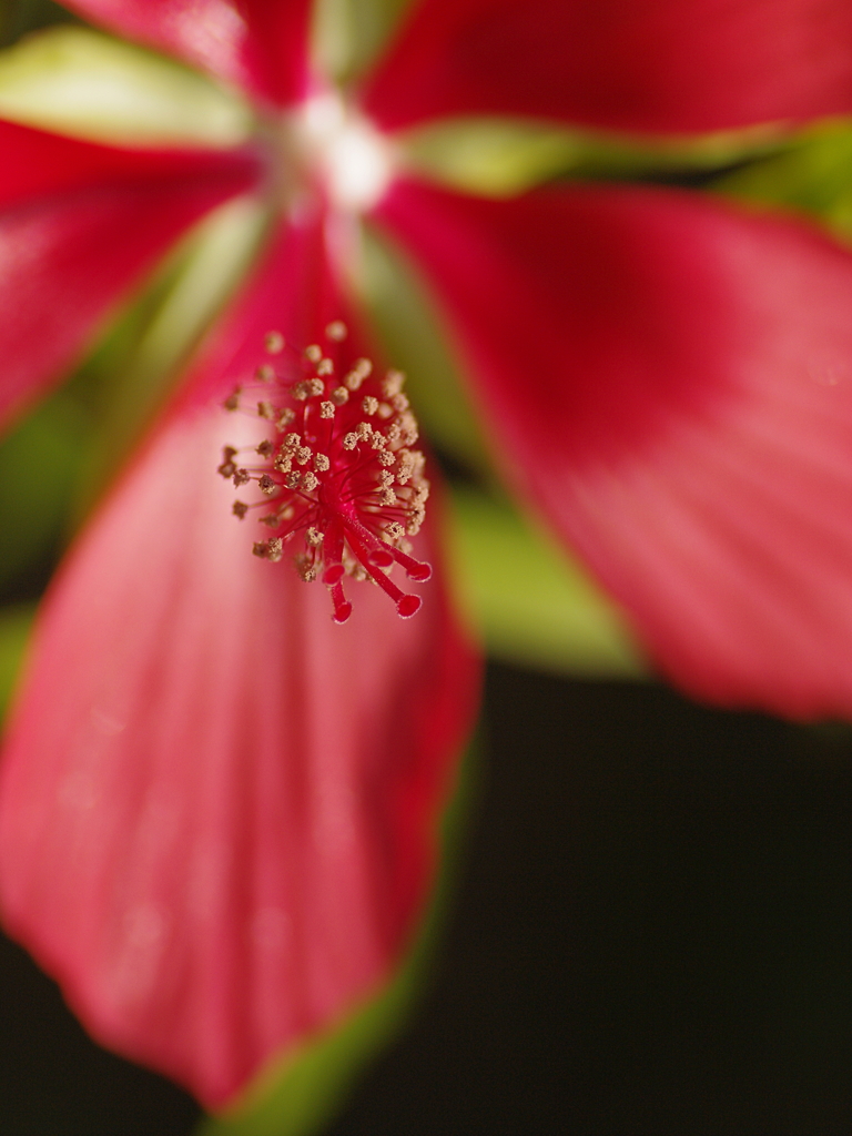 Scarlet rose mallow