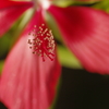 Scarlet rose mallow