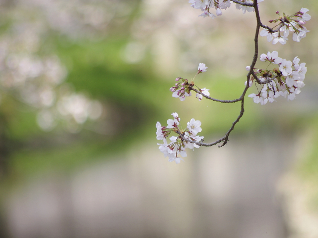 桜の歌