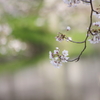 桜の歌