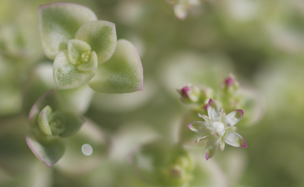 Succulent plants