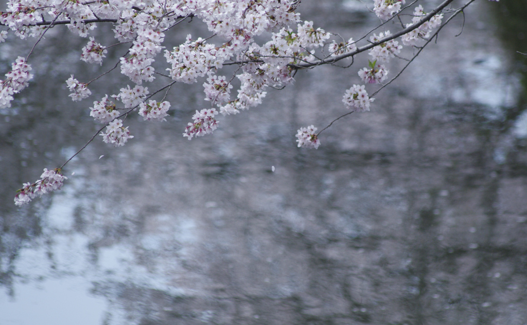 川沿いの桜