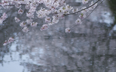 川沿いの桜