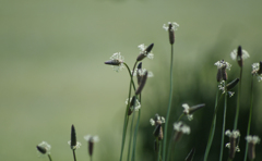 花冠