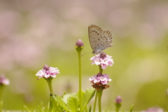 翅にも花が咲いてるね