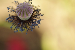 花が散っても