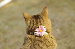 春だもの