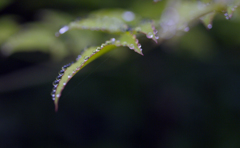 雨の飾り