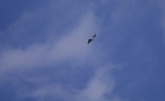 青空の憧憬
